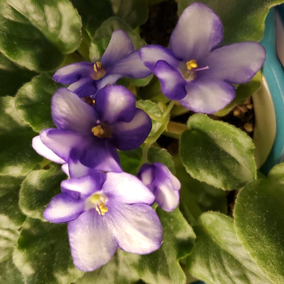 Hello! - Picture 1 of 2